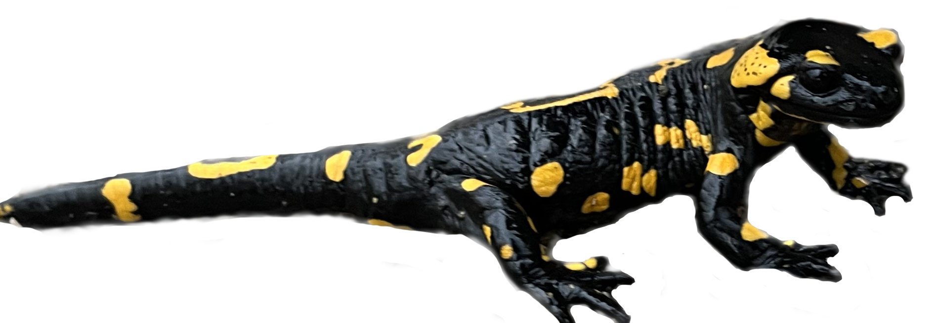 Lazy Lizard in Bulgaria